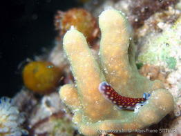 pseudoceros_lindae-aps112