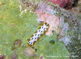 pseudoceros_scriptus-fa3-085
