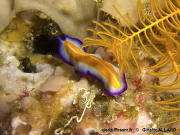 Pseudoceros_susanae-gial18112014