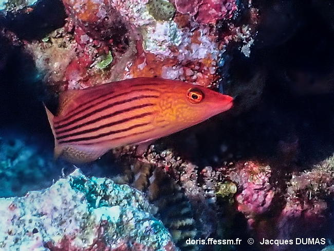 Pseudocheilinus_octotaenia-jadu98126