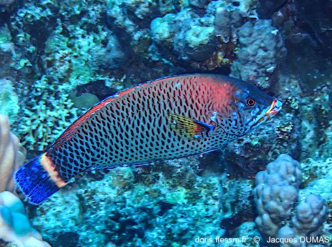 Pseudodax_moluccanus-jadu22