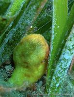 pseudodistoma_crucigaster-fa42