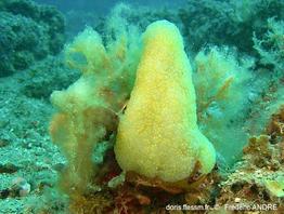 pseudodistoma_crucigaster-fa51
