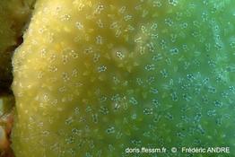 pseudodistoma_crucigaster-fa53
