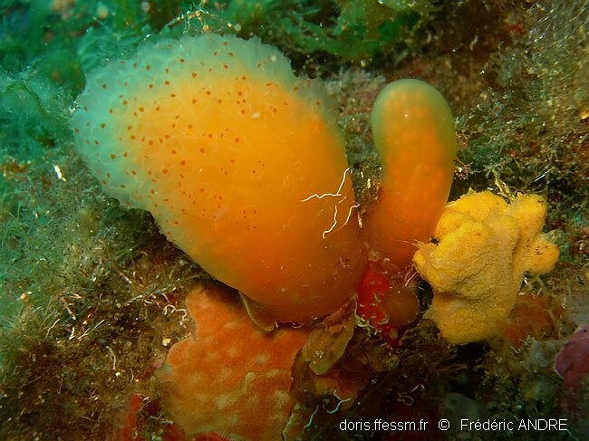 Pseudodistoma corse