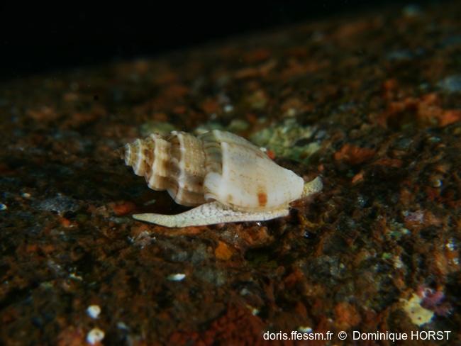 Pseudomangelia_vauquelini-030doho