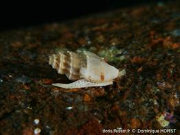 Pseudomangelia_vauquelini-030doho