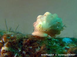 Pseudomangelia_vauquelini-050doho