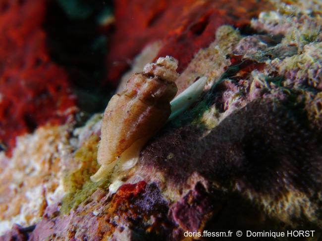 Pseudomangelia_vauquelini-060doho