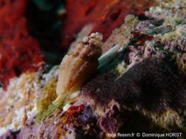 Pseudomangelia_vauquelini-060doho
