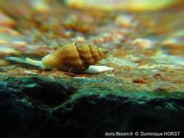 Pseudomangelia_vauquelini-070doho