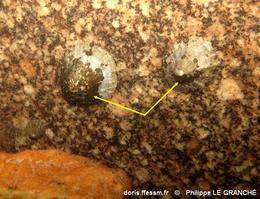 pseudoralfsia_verrucosa-plg-img_50