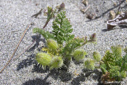 pseudorlaya_pumila-dp1