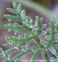 pseudorlaya_pumila-mima10
