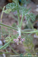 pseudorlaya_pumila_mima_02