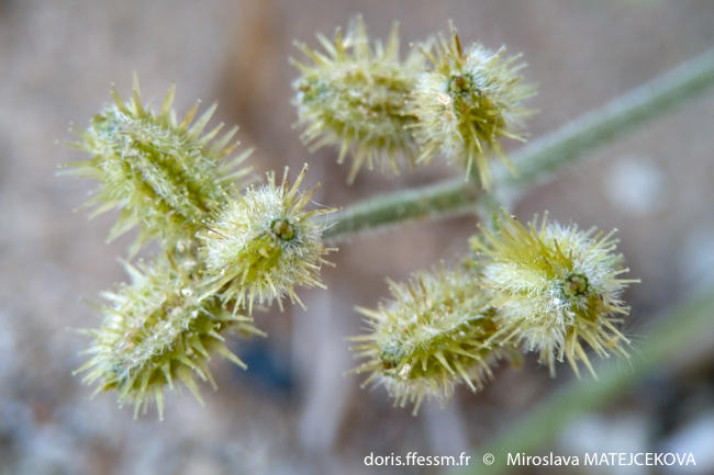 pseudorlaya_pumila_mima_08
