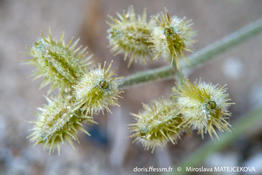 pseudorlaya_pumila_mima_08