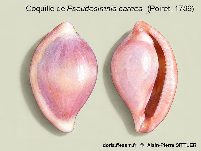 Pseudosimnia_carnea-aps2026