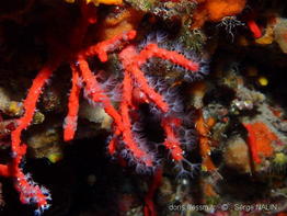 pseudosimnia_carnea-sn2