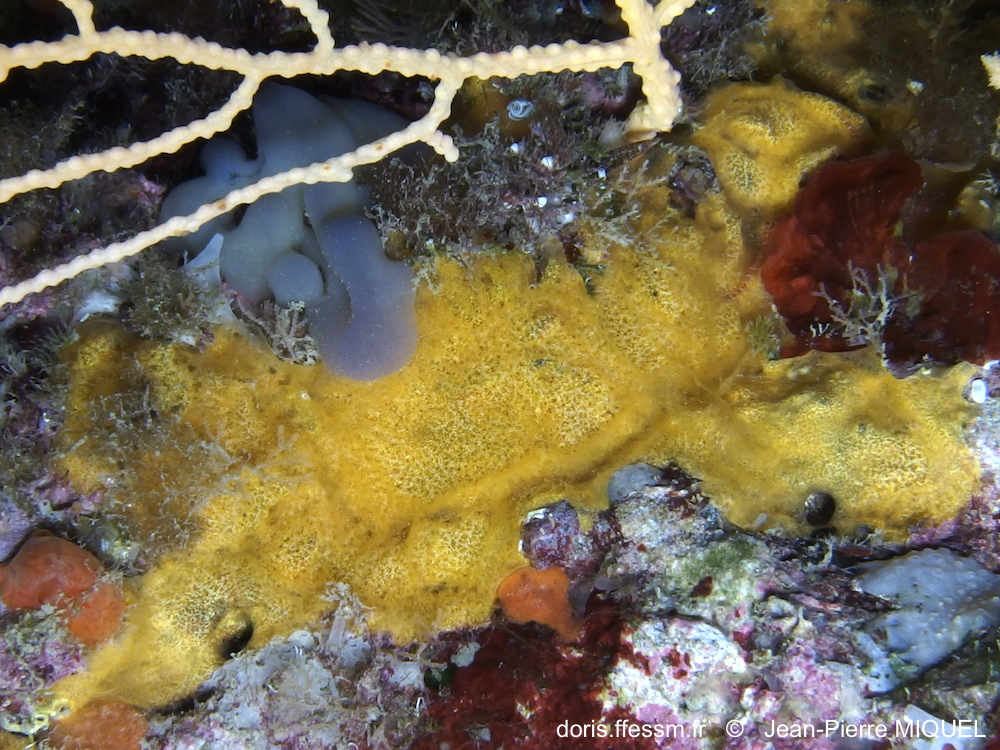 Eponge encroûtante molle jaune