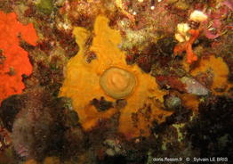 pseudosuberites_mollis-slb8644