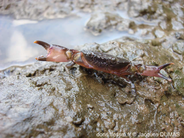 pseudozius_caystrus-jd01