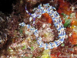 pteraeolidia_semperi-aps105