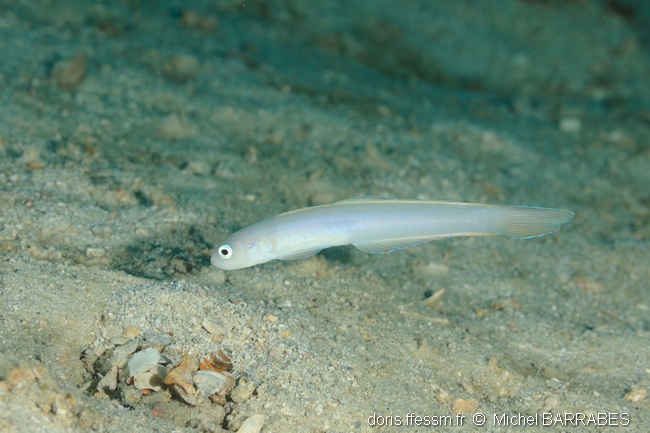 Poisson-fléchette planant