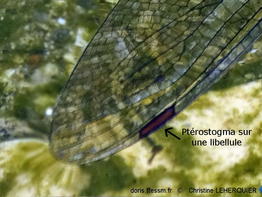 Ptérostigma-glossaire-chle002