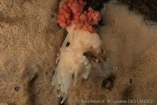 pthychodactis_patula-ldl