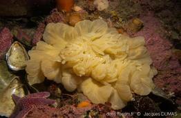 pthycodactis_patula-jd01
