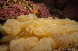 pthycodactis_patula-jd05