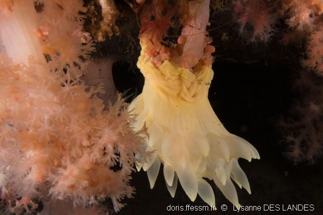 pthycodactis_patula-ldl06