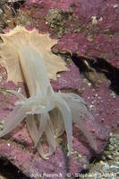 ptychodactis_patula-stsa1