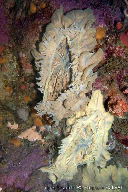 ptychodactis_patula-stsa2
