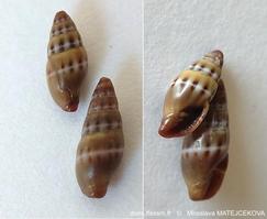Pusia_tricolor-mima02c