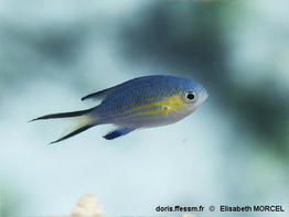 Pycnochromis_nigrurus-010elmo