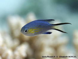 Pycnochromis_nigrurus-020elmo