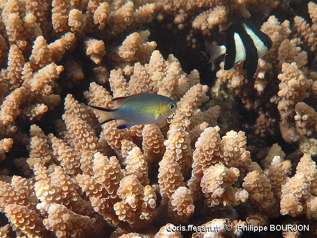 Pycnochromis_nigrurus-040phbo