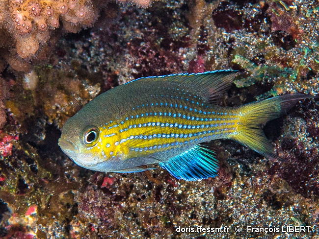 Pycnochromis_nigrurus-050frli