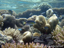 Pycnochromis_nigrurus-060jmsu