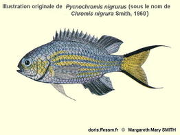 Pycnochromis_nigrurus-070docancien3