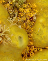Pycnoclavella_aurilucens-fran753