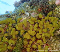 Pycnoclavella_aurilucens-fran761