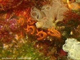 Pycnoclavella_aurilucens-fran92