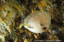 pycnoclavella_aurilucens-vela2