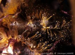 pycnoclavella_aurilucens-vl1