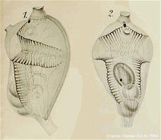 Pycnoclavella_neapolitana-julin1904