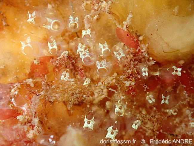 Pycnoclavella_stolonialis-fran73