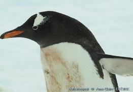 pygoscelis_papua-acl06